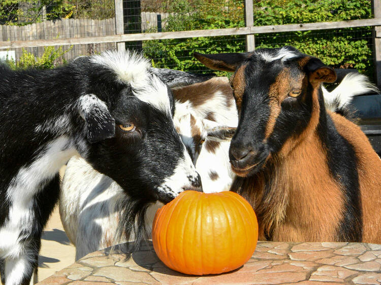 Boo! at the Zoo