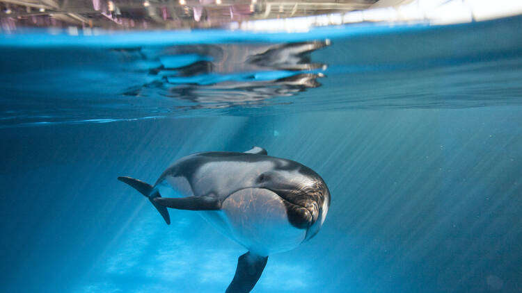 Watch dolphins frolic at the Shedd Aquarium
