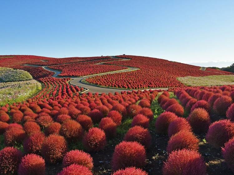 40,000 kochia bushes are now growing at Hitachi Seaside Park near Tokyo
