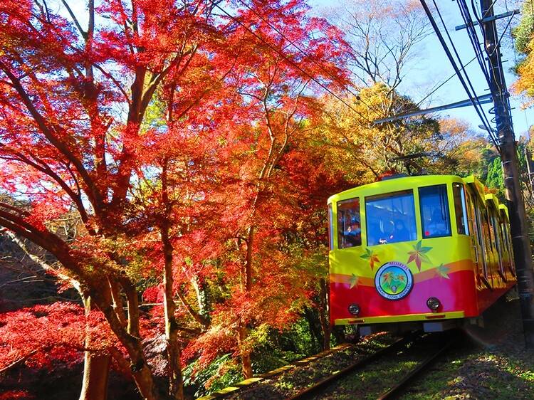 高尾山もみじまつり 高尾山もみじまつり