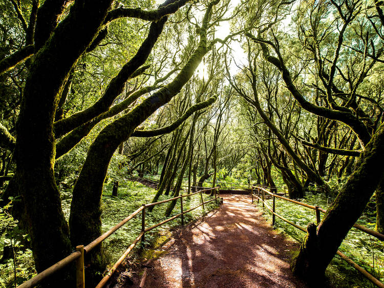 Parque Nacional de Garajonay (La Gomera)