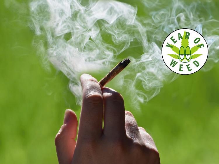 The everything guide to weed in NYC: what marijuana legalization actually means