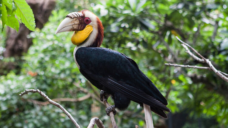 Meet Bali’s feathered population on a bird walk
