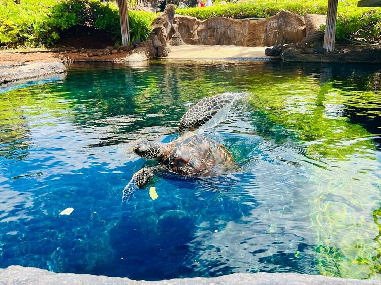 The 22 best things to do in Maui The 22 best things to do in Maui