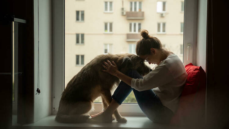 Gos trist, perro triste, sad dog