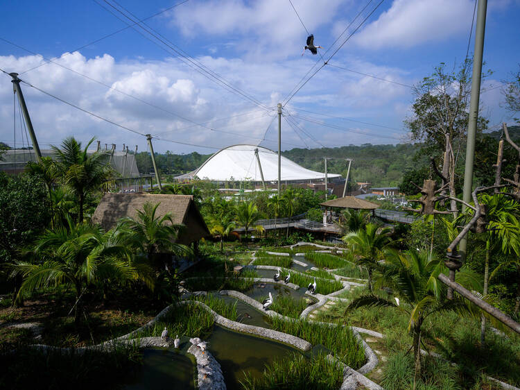Bird Paradise