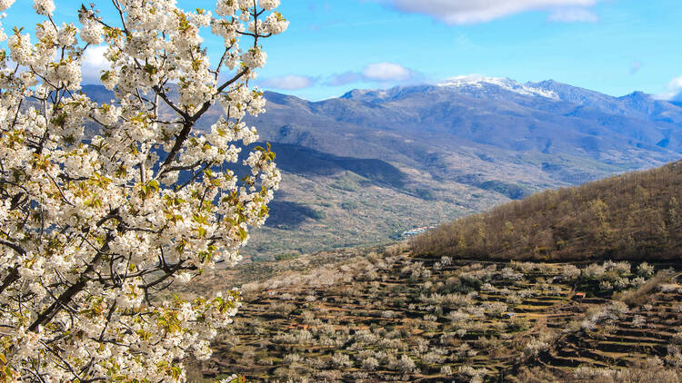 Valle del Jerte