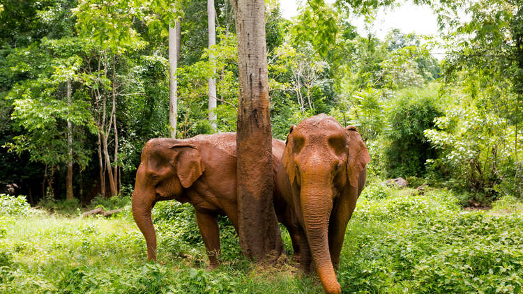 Mondulkiri Project