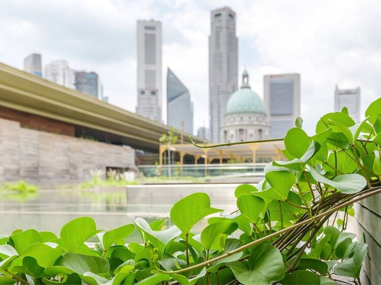 Ng Teng Fong Roof Garden