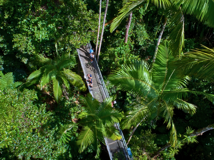 Daintree Rainforest