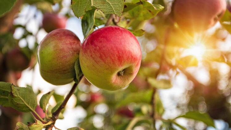 Harvest Moon Farm and Orchard Harvest Moon Farm and Orchard