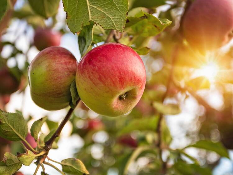 Harvest Moon Farm and Orchard Harvest Moon Farm and Orchard