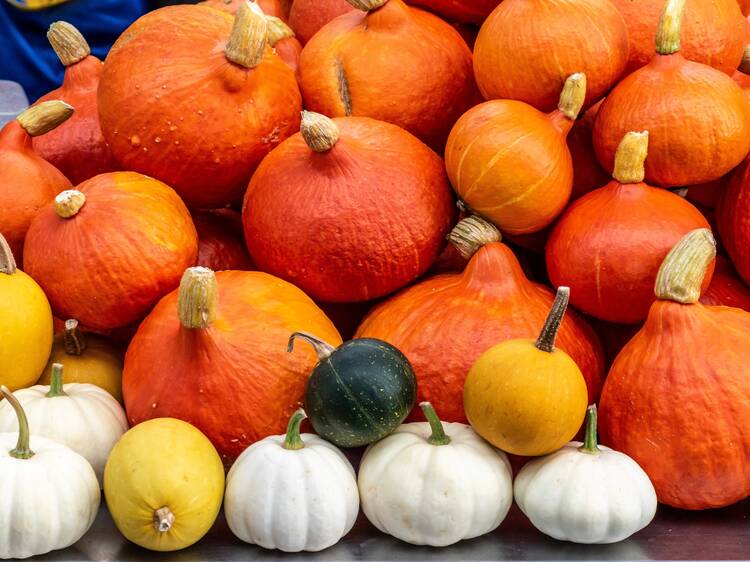 25 endroits pour la cueillette de citrouilles près de Montréal
