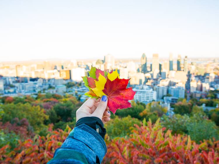 Take in the best fall foliage in and around Montreal