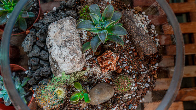 Virtual Terrarium Workshop