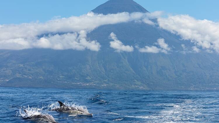 Dolphins in the Azores