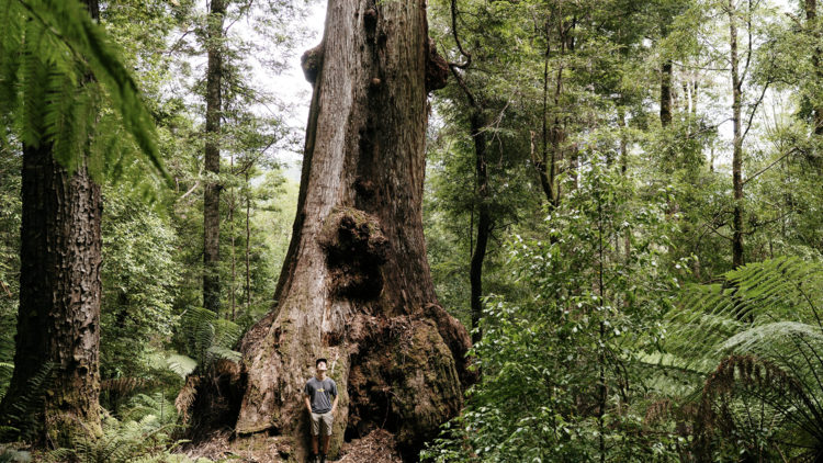 Go on a 4WD adventure tour in the Tarkine
