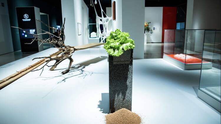 Arte y Naturaleza. Un siglo de biomorfismo (Caixaforum).