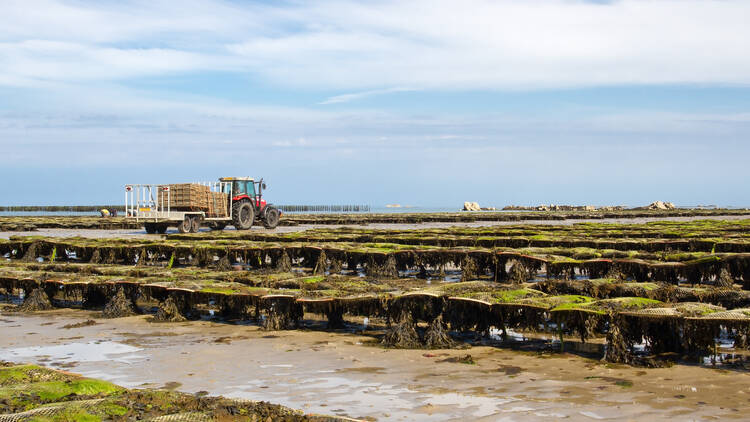 Walk the Jersey oyster beds