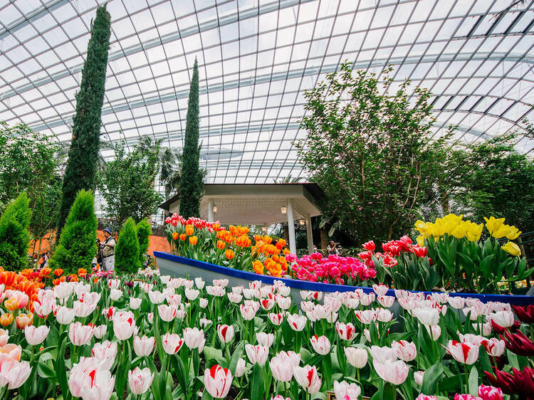 Stop and smell the roses at Gardens by the Bay