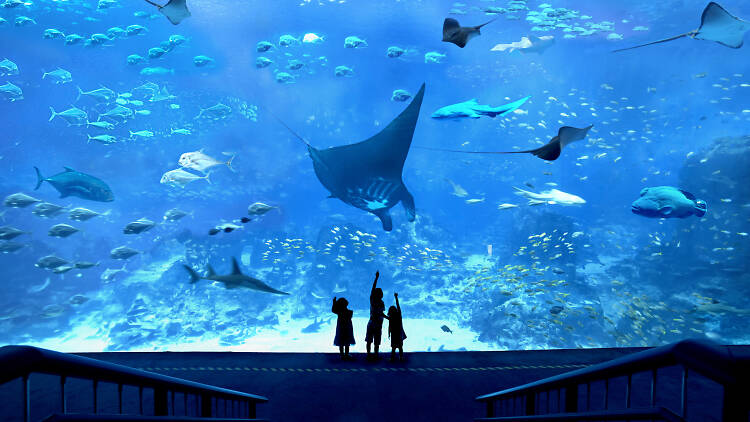Swim with the fishes at SEA Aquarium