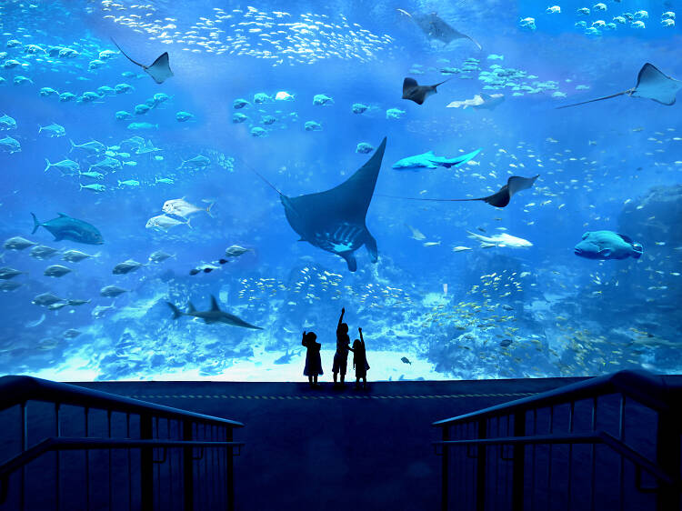 Swim with the fishes at SEA Aquarium