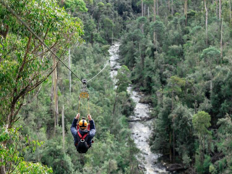 Fly like Tarzan at Treetops Adventure Hollybank