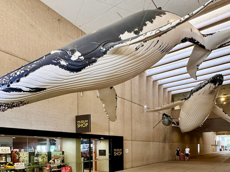 The best museums in Brisbane
