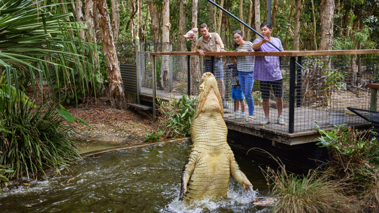 Spot wild saltwater crocs at Hartley’s Crocodile Adventures