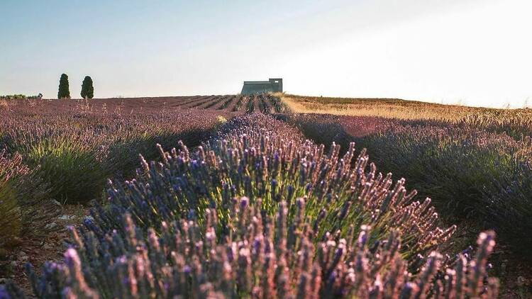 El primer festival de la lavanda de Madrid
