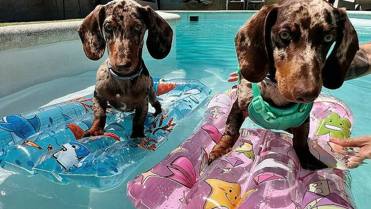 Beach club perros Madrid Vive Pet Resort