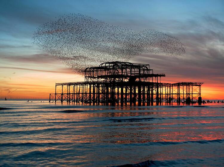 Marvel at starling murmurations over the piers