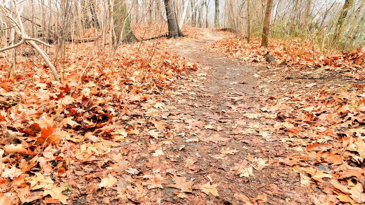 Van Cortlandt Park, The Bronx
