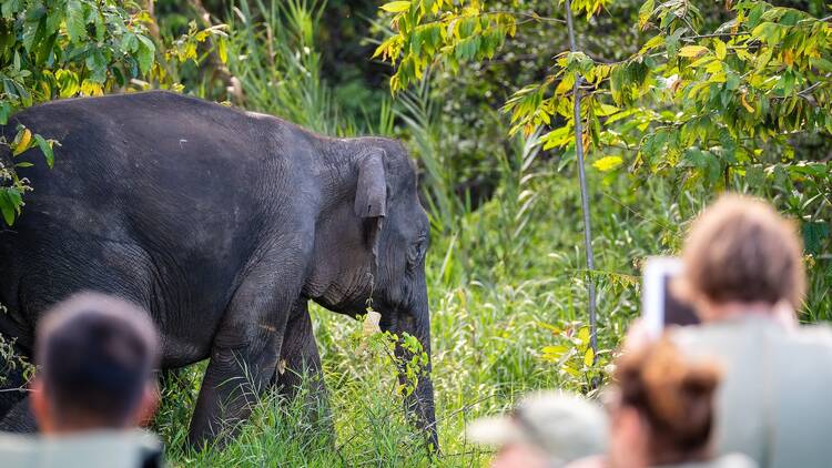 Borneo Borneo