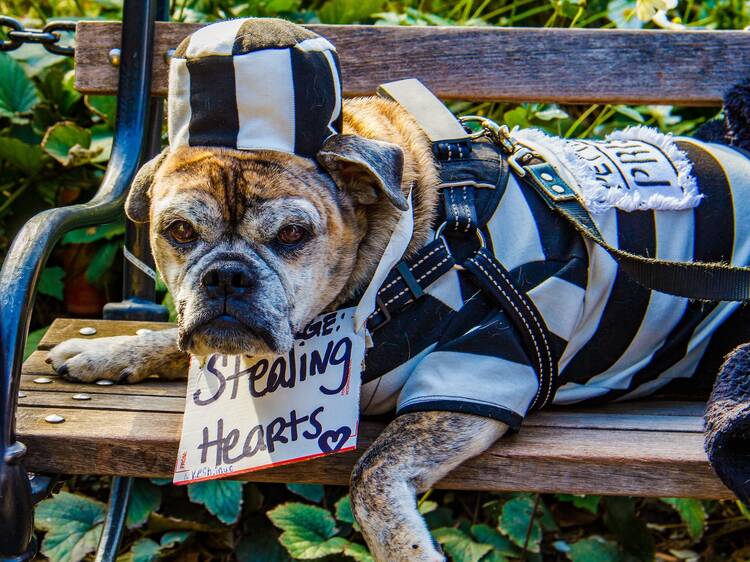 Washington Square Park Dog Halloween