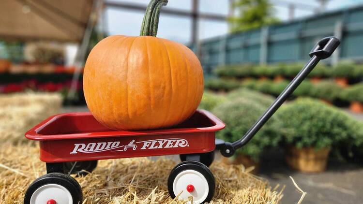 Greg's Great Pumpkin Patch