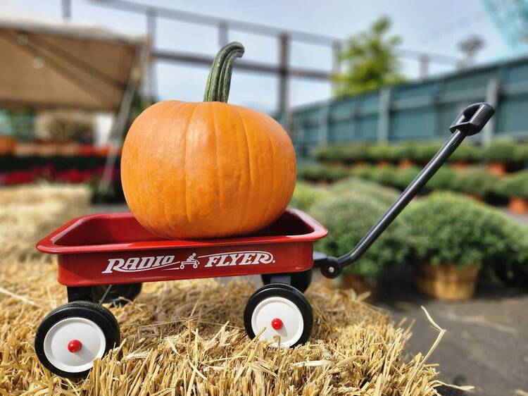 Greg's Great Pumpkin Patch