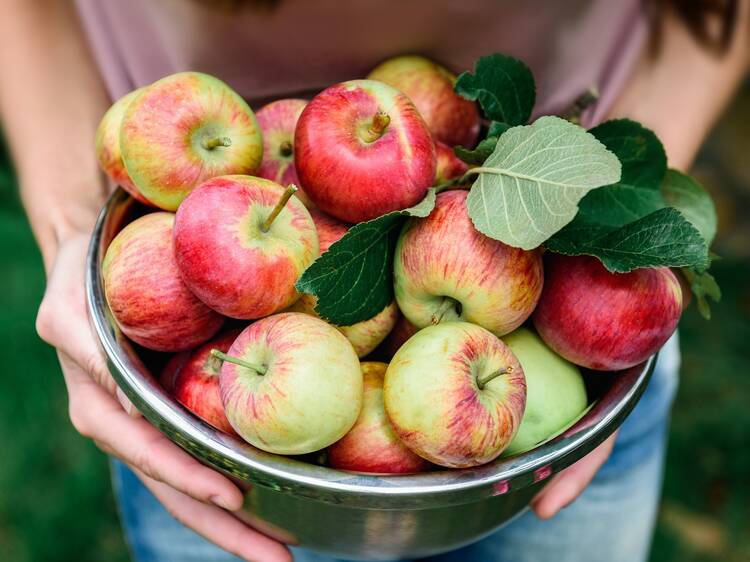 Hit an apple orchard