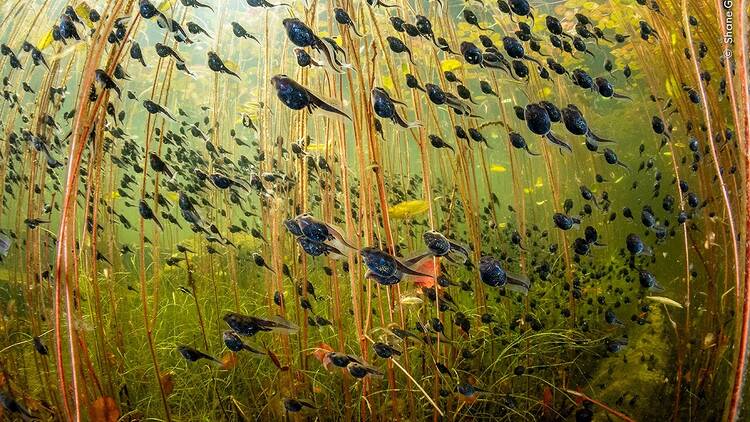 See the always extraordinary winning images of the Wildlife Photographer of the Year awards
