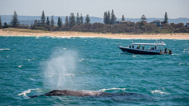 Swim with humpback whales Swim with humpback whales