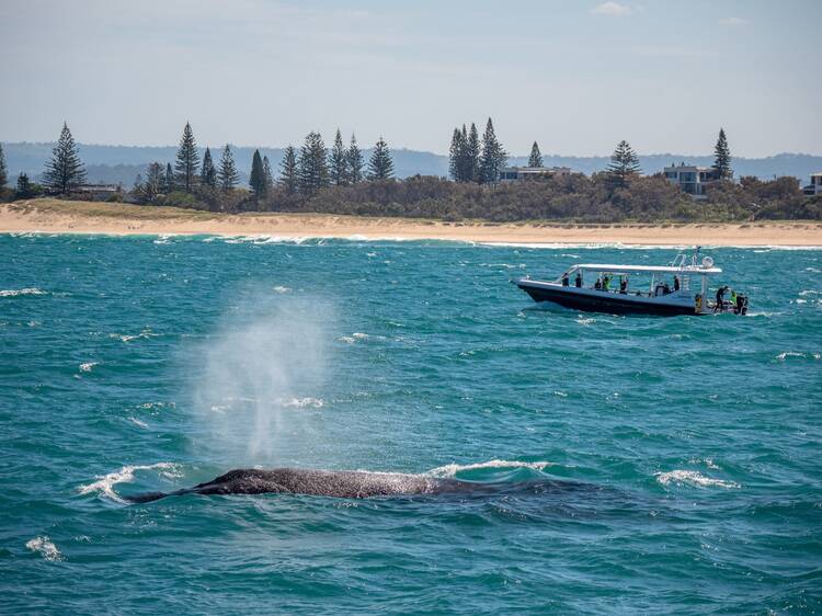 Swim with humpback whales Swim with humpback whales