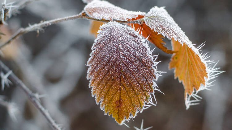 Montreal severe weather alert issued for freezing temperatures and frost