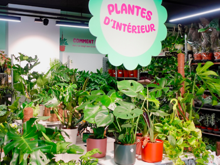 Comprar plantes per menys d'1 euro!