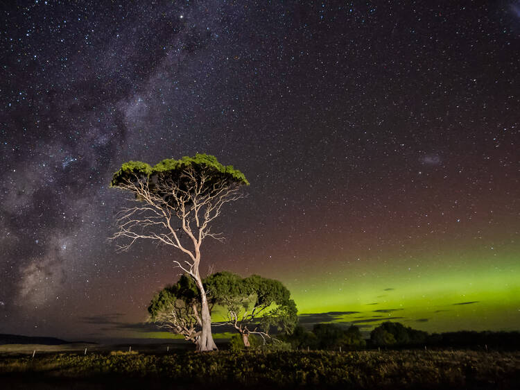 A bright green display of the Aurora Australis or Southern Lights and the Galactic centre of the Milky Way behind gum trees.
