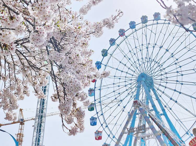 Cherry blossoms in South Korea: best places to visit in 2025 Cherry blossoms in South Korea: best places to visit in 2025