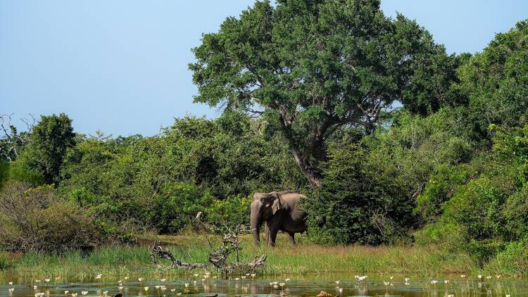 The best wildlife destinations in Asia