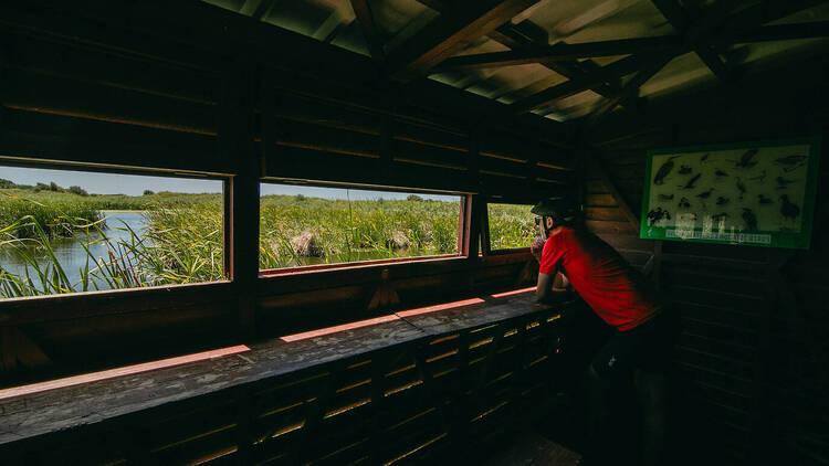Go birdwatching in a nature park