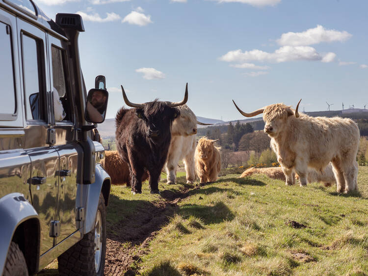 This luxury Scottish hotel has launched a Highland cow safari