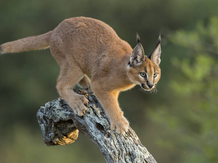 Where to find the wild ones in Cape Town