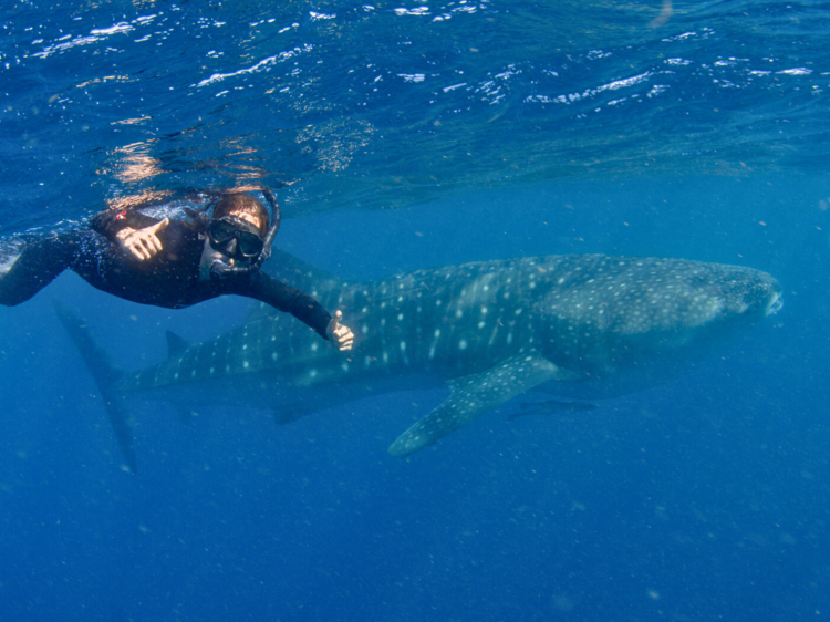 Swim with whale sharks at Ningaloo Reef